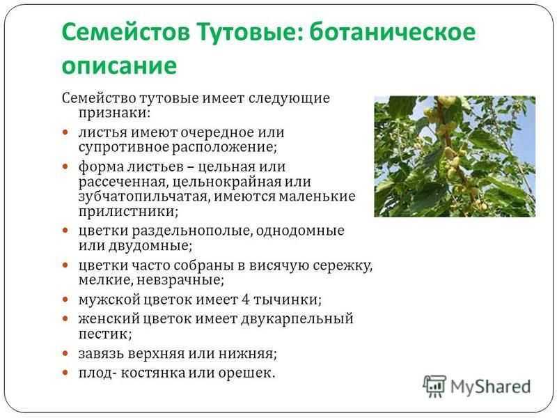 Шелковица — дерево, возвращающее молодость