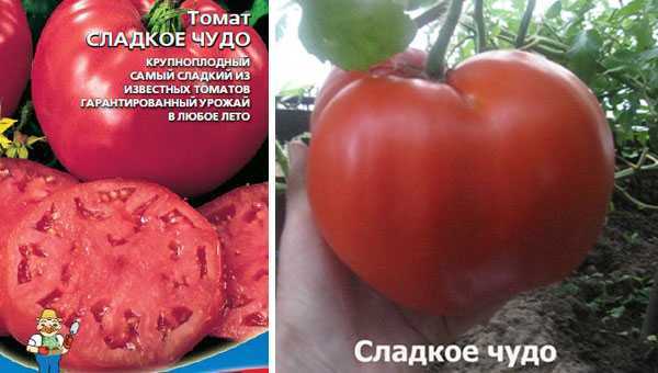 Томат «розовое чудо»: характеристика и описание сорта