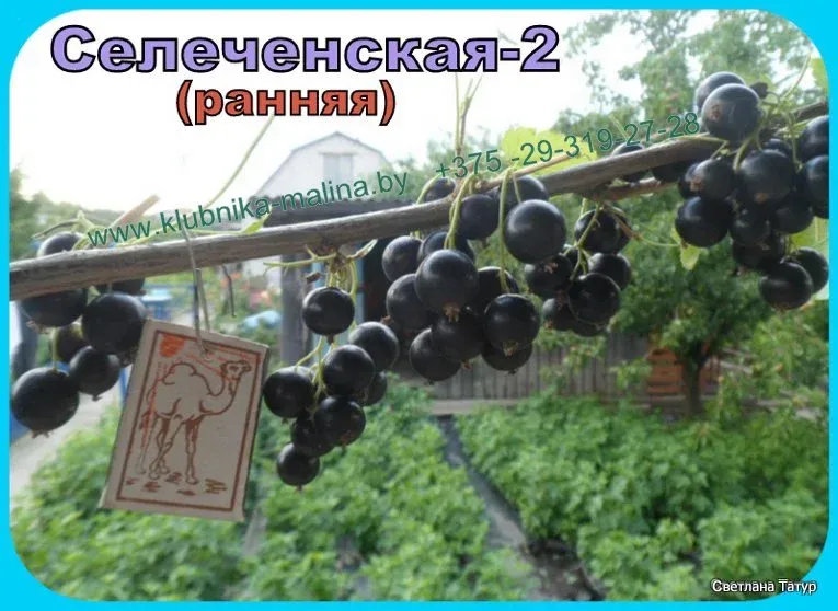 Смородина селеченская: описание и характеристика сорта, посадка и уход, отзывы с фото