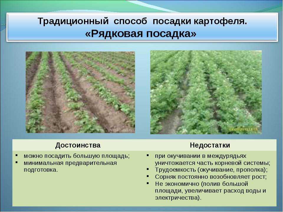 Неприхотливый картофель «свитанок киевский»: описание сорта, характеристика и фото