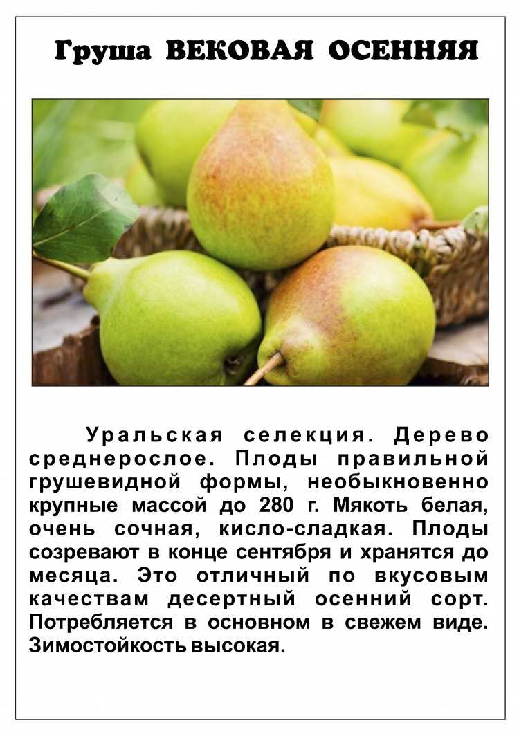 Груша сказочная: описание особенностей сорта, фото и характеристики selo.guru — интернет портал о сельском хозяйстве