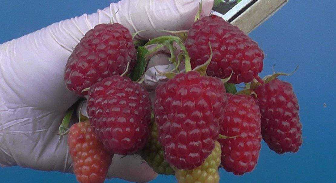Малина карамелька фото и описание сорта, посадка и уход