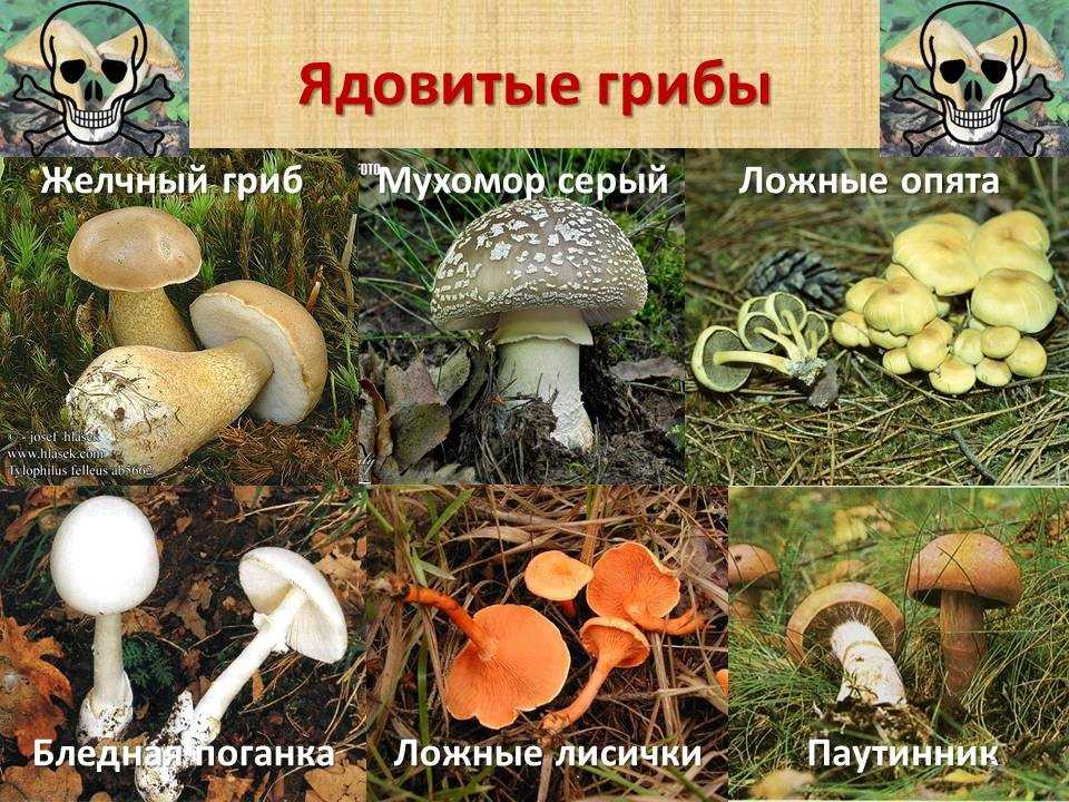 Фото Ядовитых Грибов И Их Названия