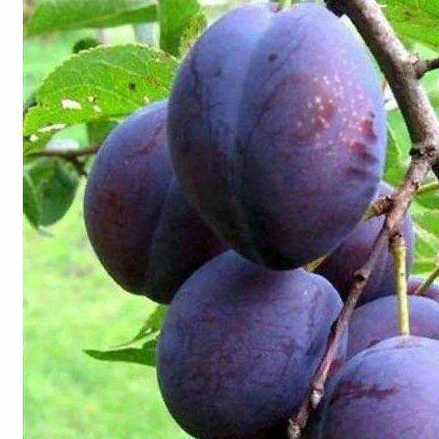 Слива волжская красавица: описание сорта, правила посадки и ухода, отзывы