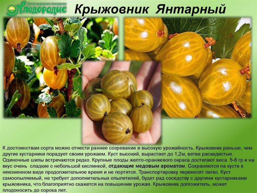 Полное описание сорта крыжовника английский желтый Положительные и отрицательные качества сорта Особенности и способы размножения желтого английского крыжовника Посадка и уход за культурой, вредители и заболевания Отзывы о сорте