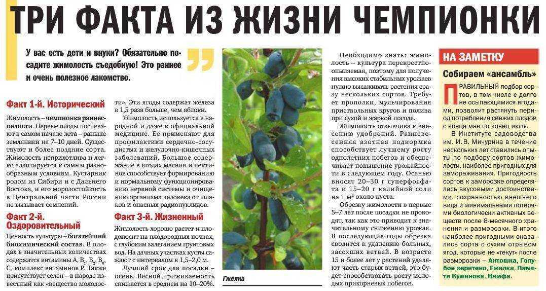 Ягода жимолость: полезные свойства и противопоказания