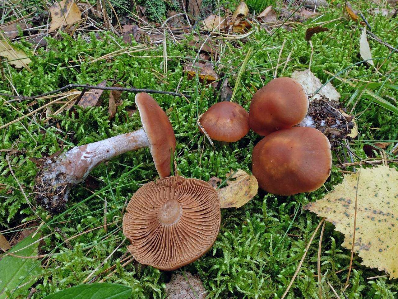 Паутинник порфироножковый (cortinarius porphyropus) – грибы сибири