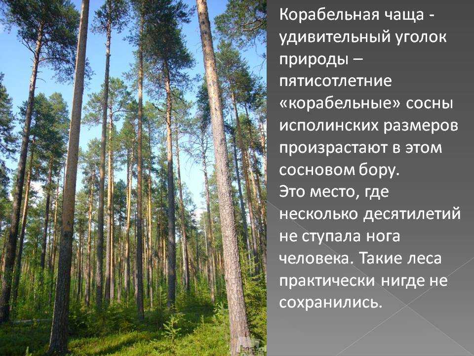 Корабельные сосны: какие виды относят к этой разновидности, их особенности Уникальные места в России, где растет корабельная сосна Как используют сосны в кораблестроении