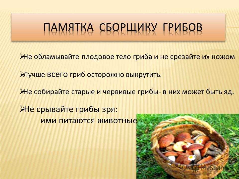 Как убрать червей из грибов, способы избавиться в разных по классификации грибах