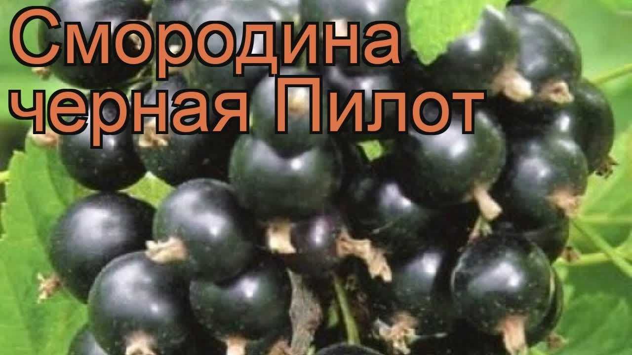 Описания лучших сортов черной смородины и регионы их выращивания