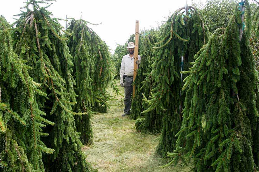 ✅ ель колючая глаука пендула (glauca pendula) в ландшафтном дизайне, фото - tehnoyug.com