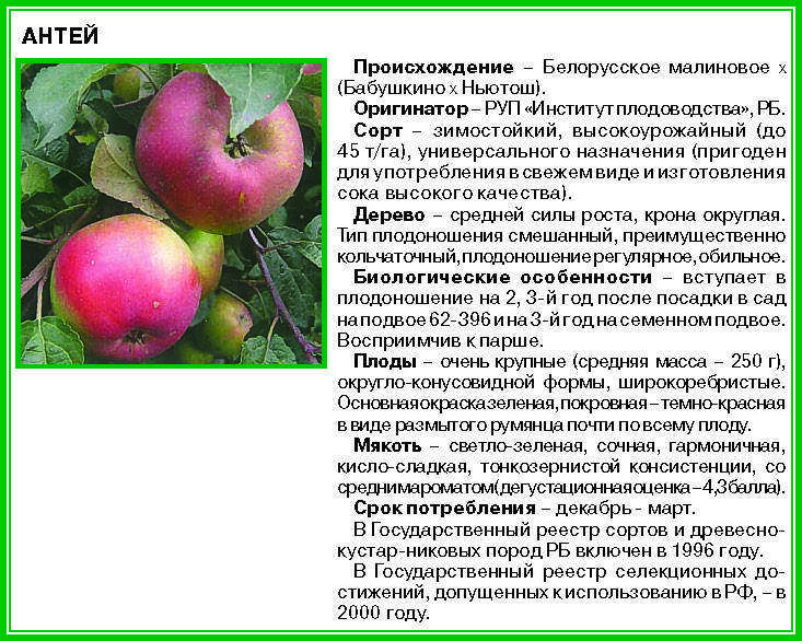 Скороплодная яблоня орловское полосатое: описание, фото