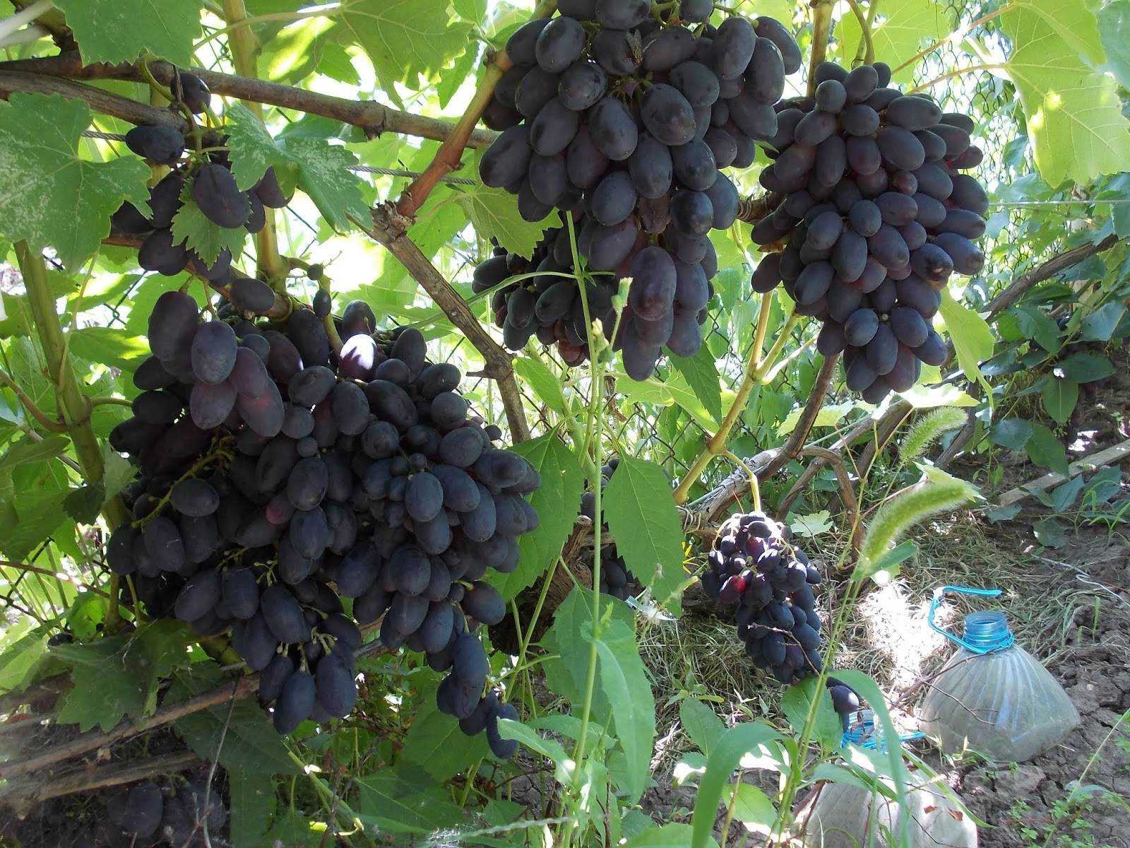 Виноград кодрянка, описание сорта: фото и отзывы, посадка и уход за виноградом