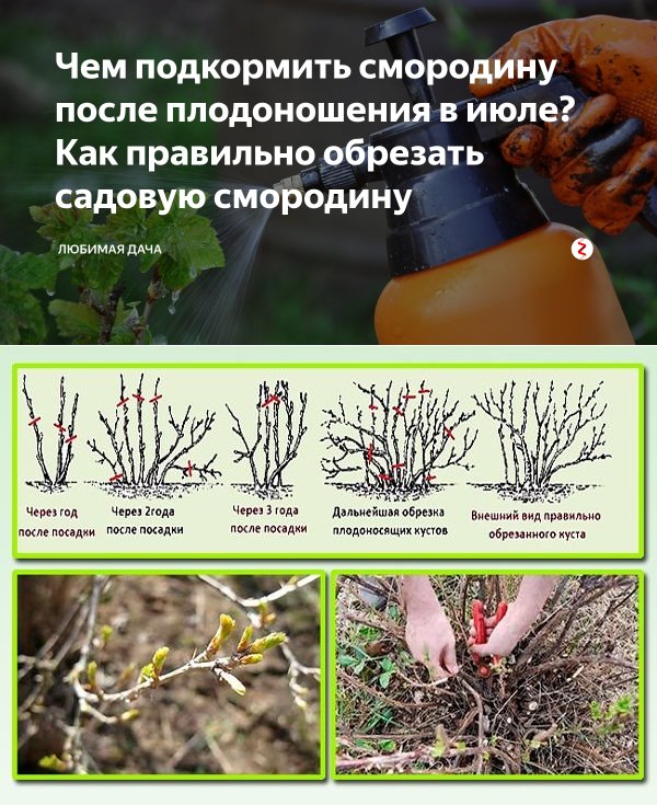 Осенний уход за жимолостью и подготовка ее к зимовке