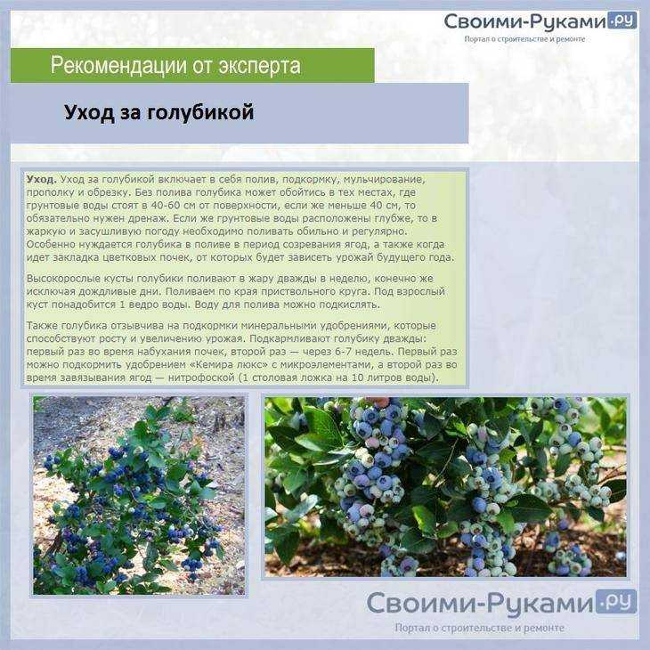 Сорт голубики американской «эрлиблю» - голубика садовая