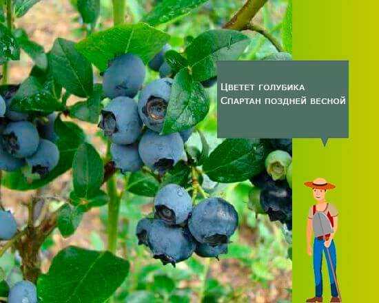 Голубика спартан, посадка и уход. голубика спартан: описание сорта, выращивание, фото. описание голубики спартан, фото. правила выращивания сорта голубики спартан - посадка и уход.