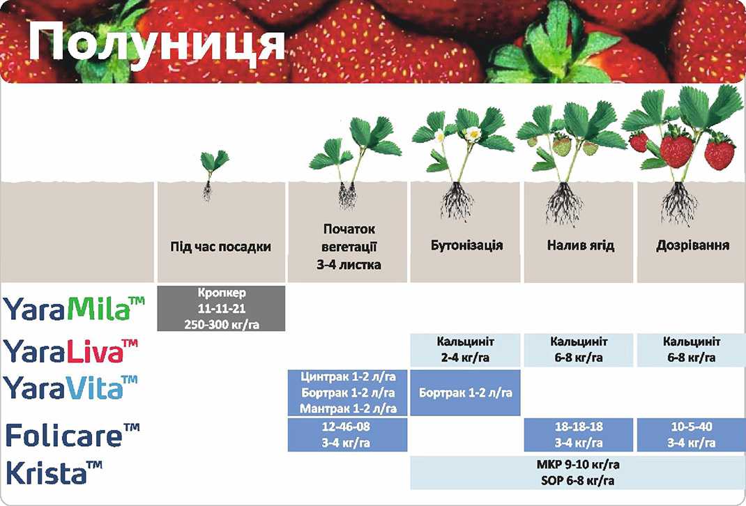 Как часто поливать клубнику во время цветения и плодоношения