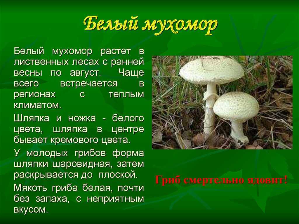 Мухомор красный ваше имя (обязательно) ваш e-mail (обязательно) тема сообщение пожаловаться ▲▼ проблемыинформация невернаопечатки, неверная орфография и пунктуацияинформация потеряла актуальностьнедос