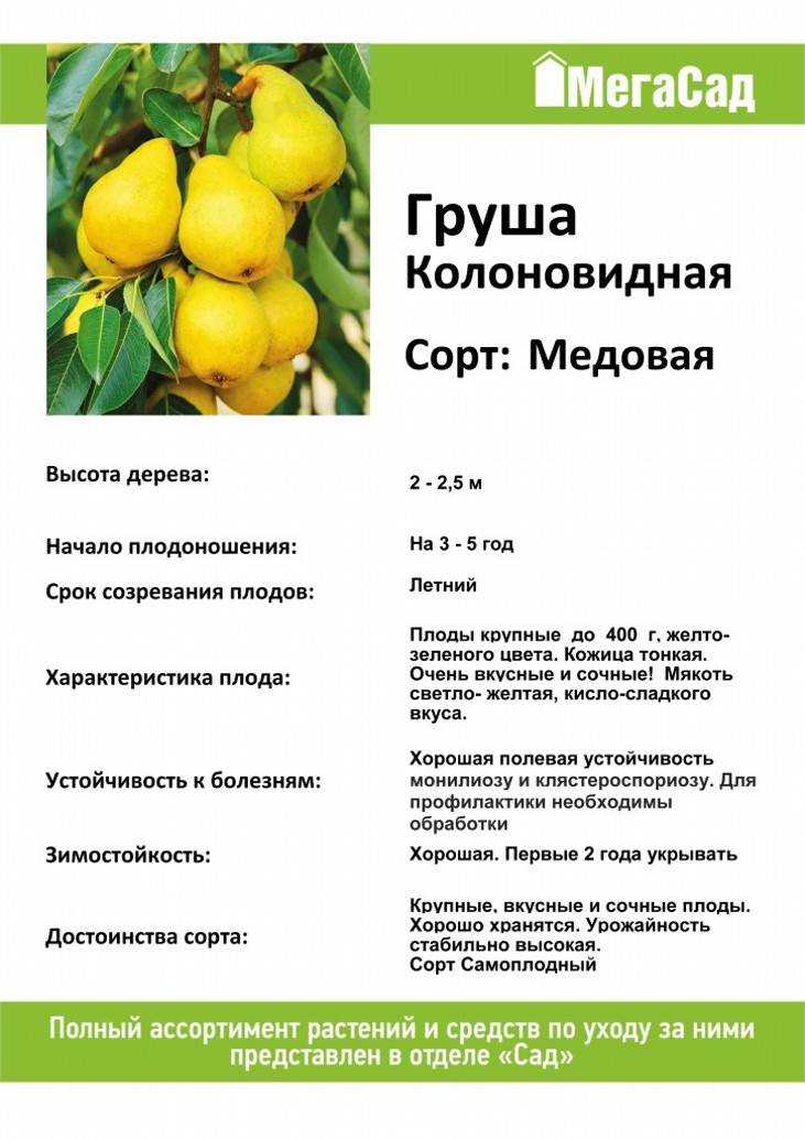Груша "нарядная ефимова": фото и описание всех сортовых особенностей