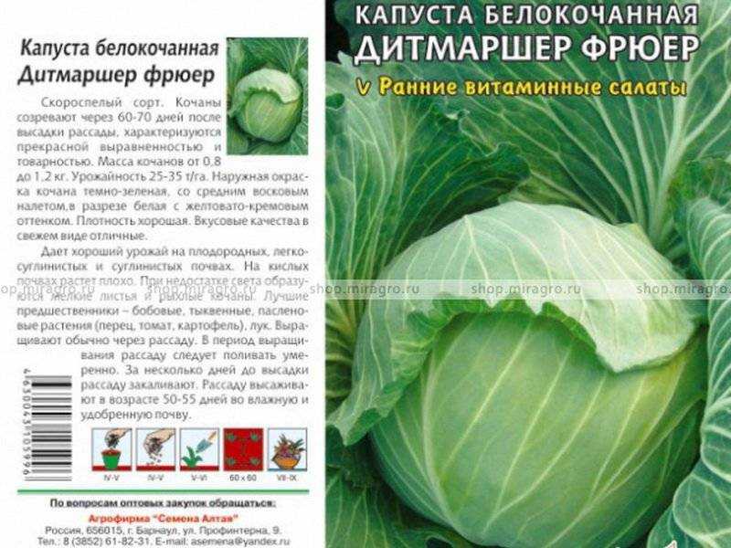 Лучшие ранние сорта капусты белокочанной для россии