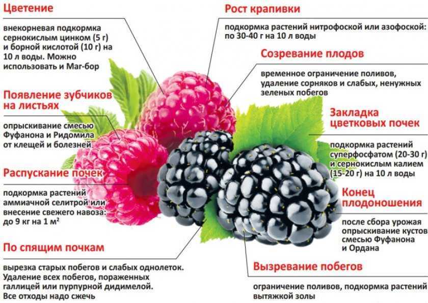 Готовим к зиме плодовые деревья и кустарники: план работ с августа по ноябрь