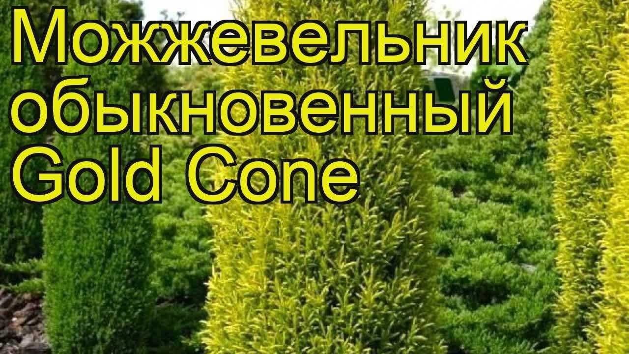 Можжевельники виды и сорта с фото, описание сортов