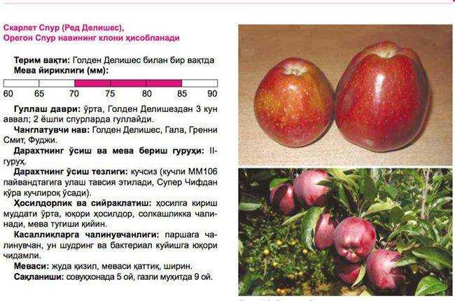 Описание сорта яблони делишес ред: фото яблок, важные характеристики, урожайность с дерева
