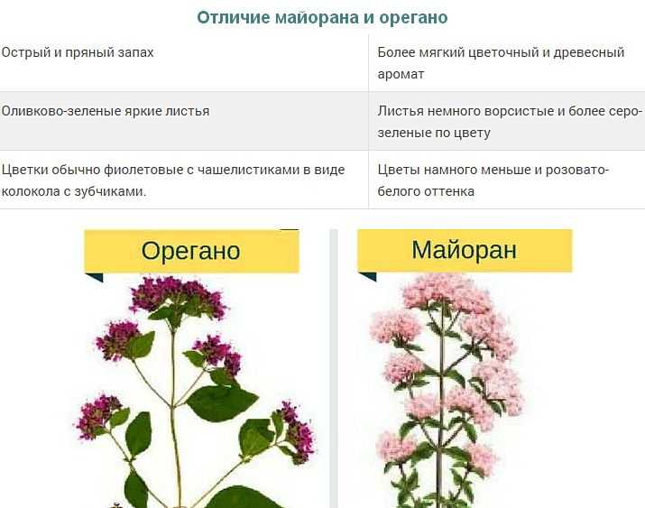 Майоран и орегано: одно и то же или нет Сходства, различия по месту произрастания, внешнему виду, вкусу, аромату, особенностям применения, польза и вред