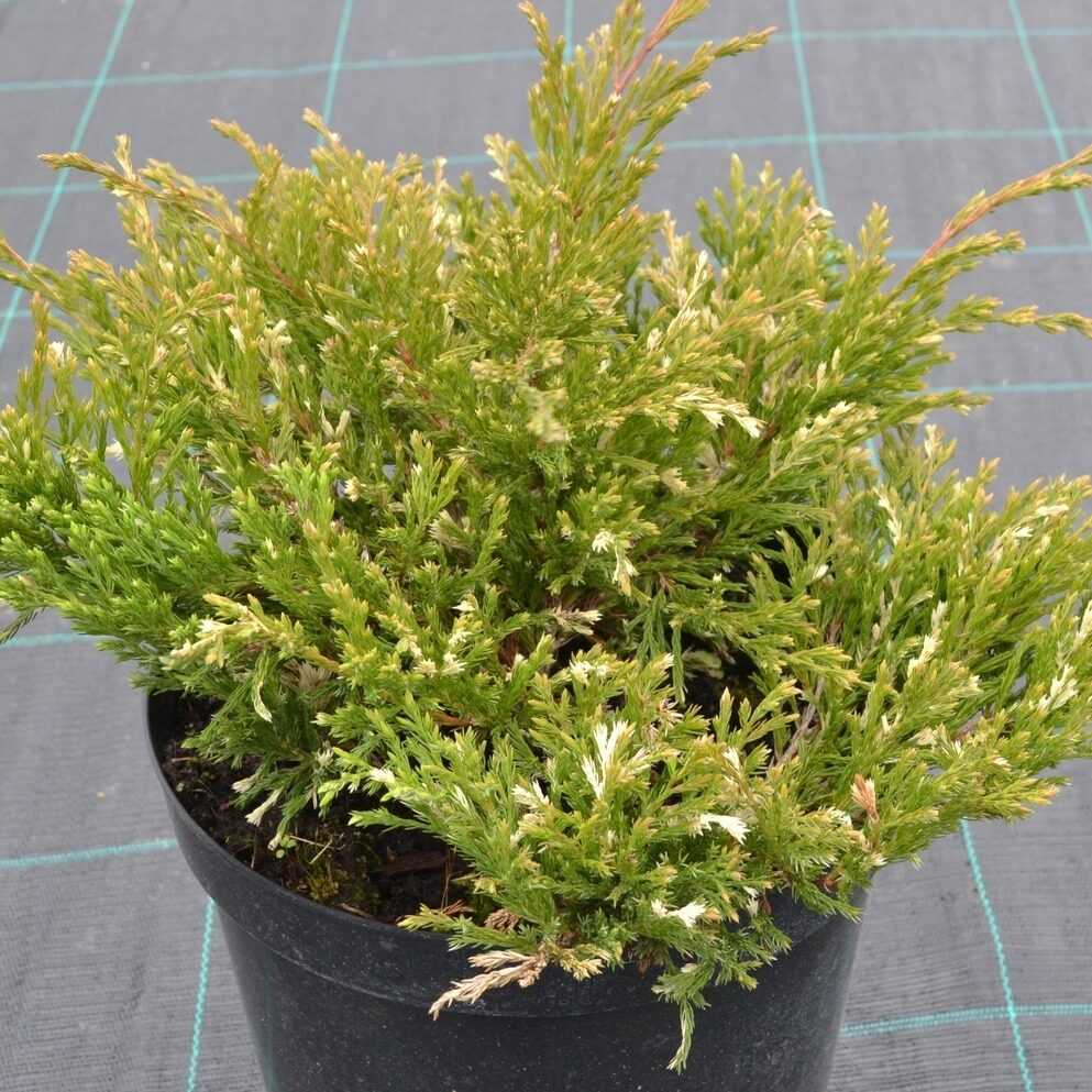 Можжевельник горизонтальный андорра вариегата (andorra variegata): фото, описание, отзывы