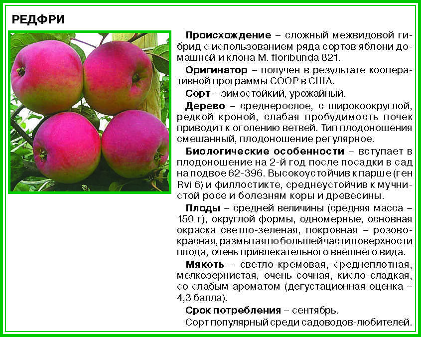 Сорт яблони коваленковское – описание, фото
