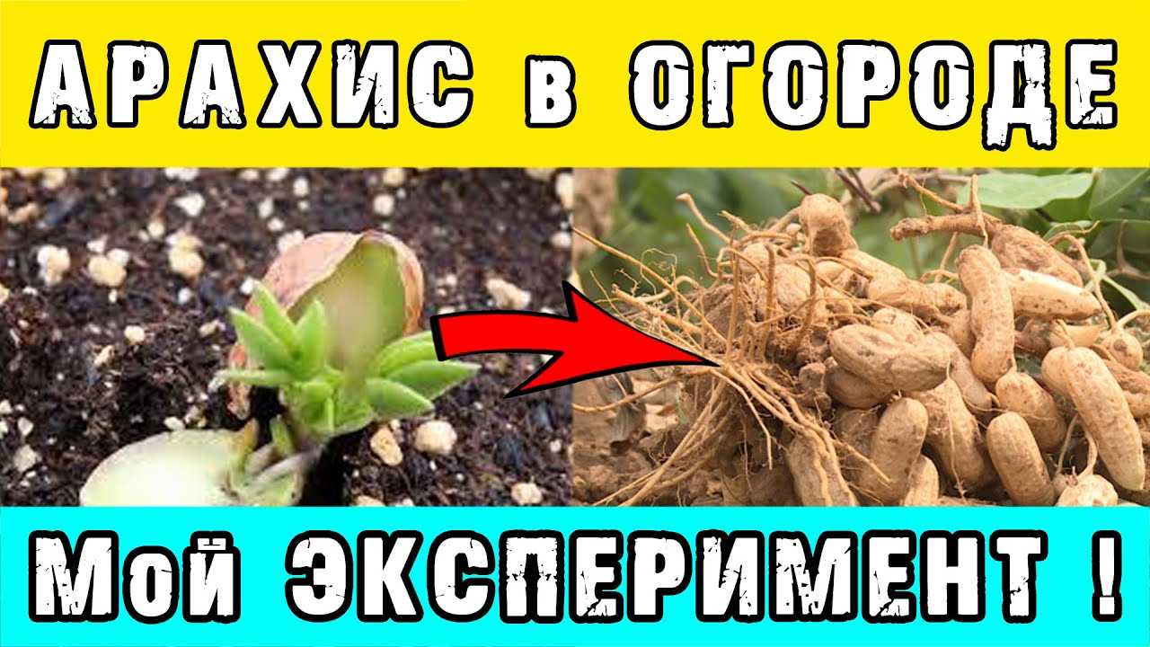Выращивание арахиса в разных регионах: технология, выбор места, подготовка грунта и посадочного материала, уход, болезни и вредители, сбор урожая