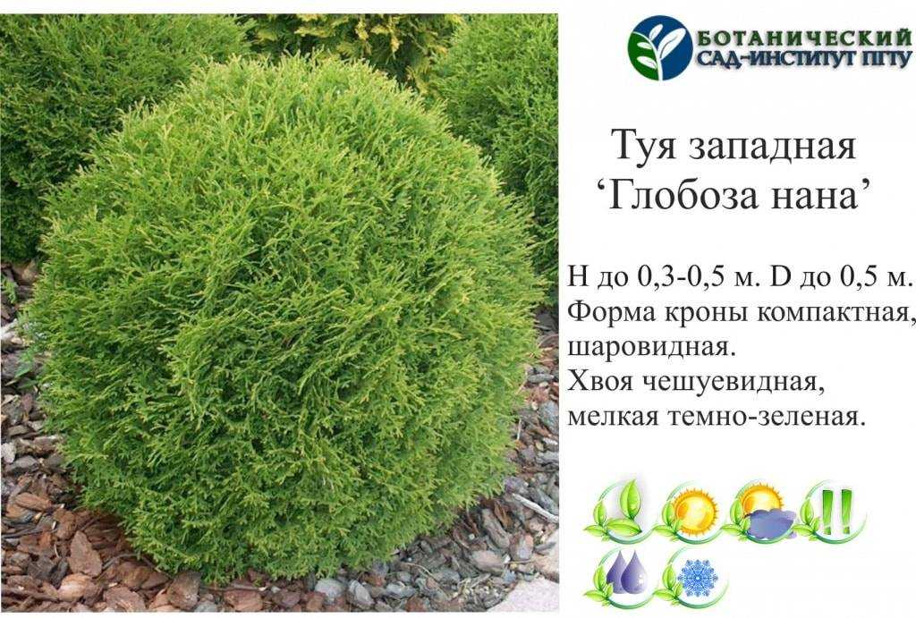 Шаровидная туя, виды – какую посадить, уход | во саду и в огороде