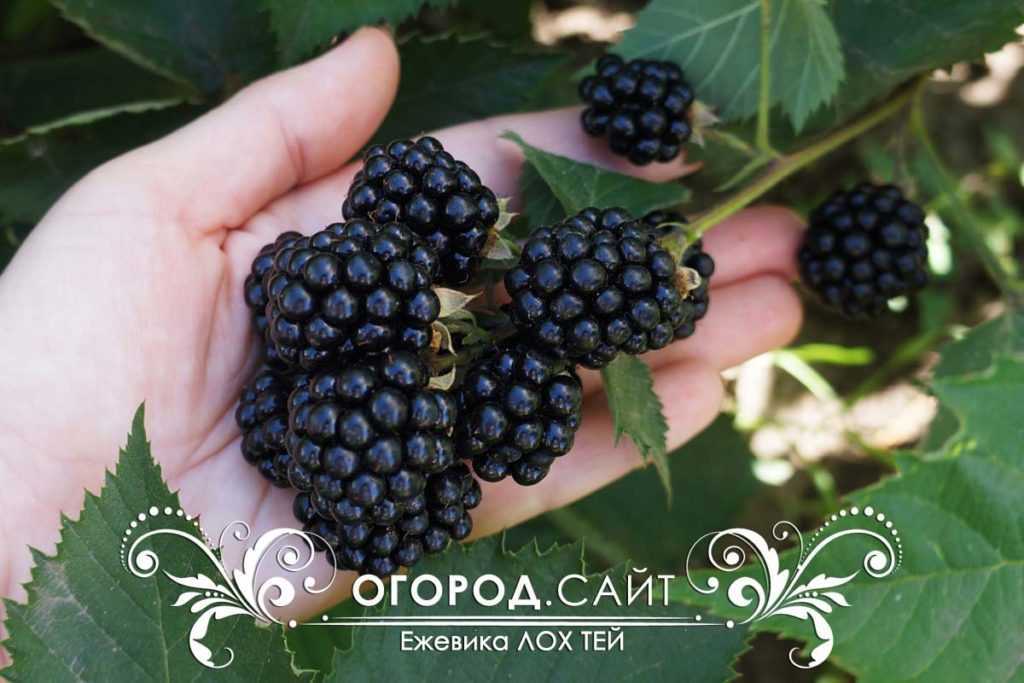 Ежевика лох тей: описание сорта, фото, отзывы, технология посадки и ухода
