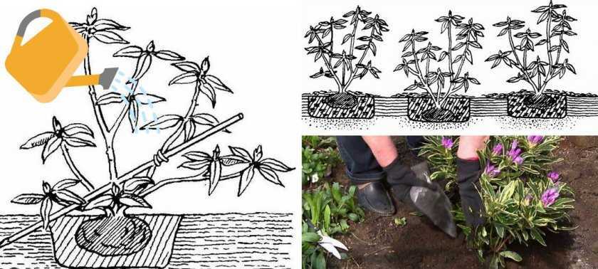 Размножение рододендронов: семенами и черенками