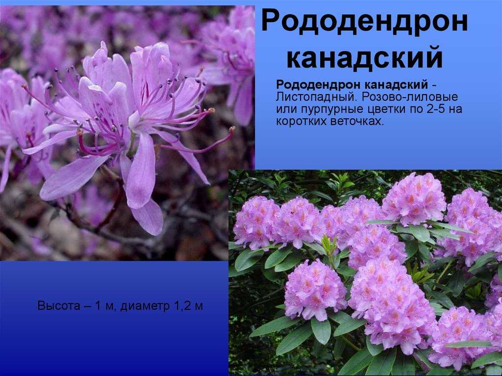 Морозоустойчивые сорта рододендронов
