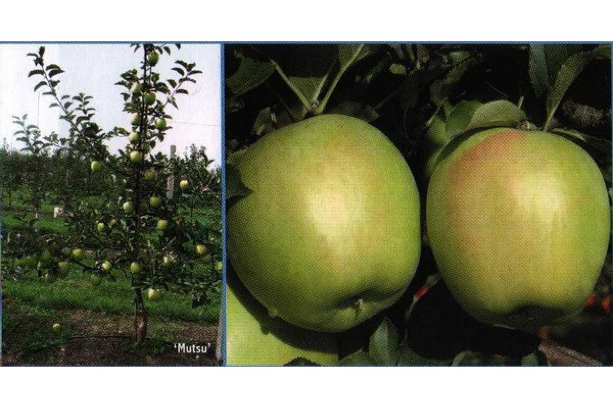 Яблоня мутсу: описание сорта, посадка и уход, фото, отзывы