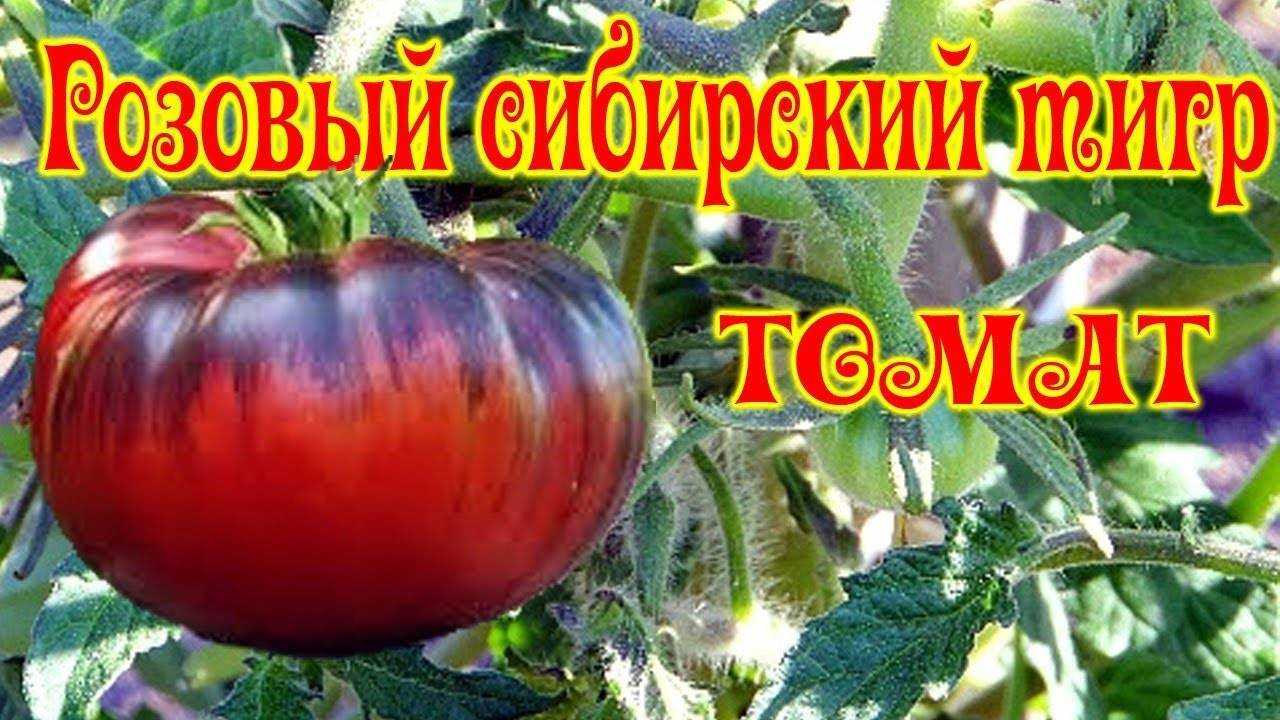Томат сибирский тигр: описание сорта, фото, отзывы