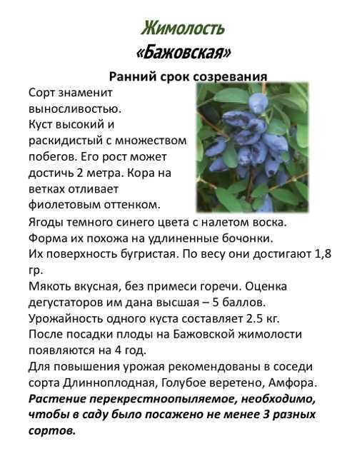 Декоративная жимолость: лучшие сорта с описанием и фотографиями, правила выращивания и ухода
