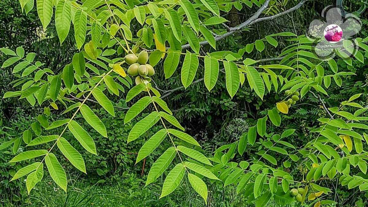 Орех маньчжурский: фото, посадка, уход | садоводство24