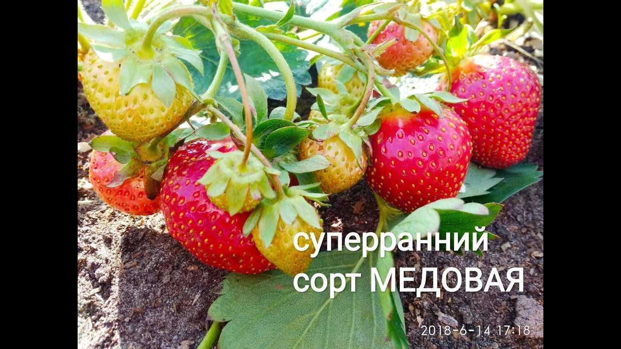 Клубника: описание ягоды и самых популярных лучших сортов, выращивание в саду и на даче, процесс посадки, ухода и выращивания