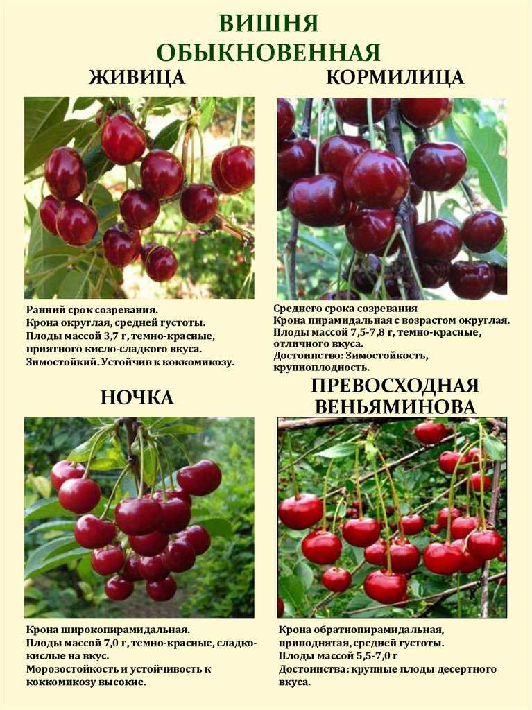 Вишня волочаевка: описание сорта, фото, отзывы
