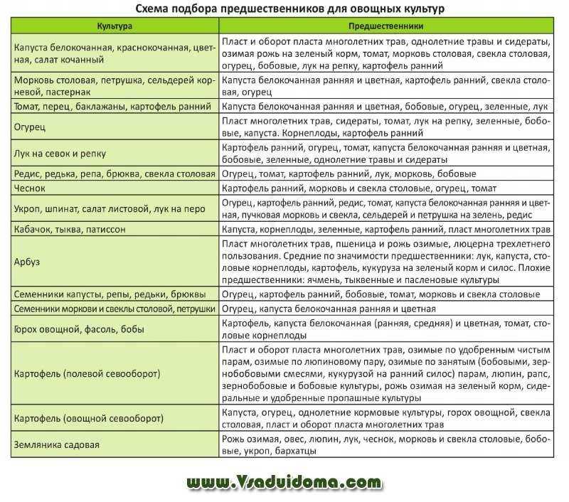 Какие сидераты сеять весной?