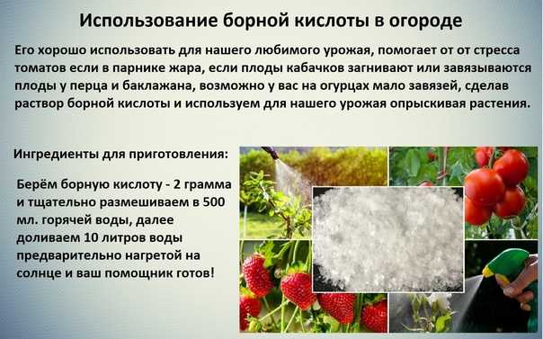Подкормка смородины: чем подкормить во время налива ягод, при цветении и плодоношении летом