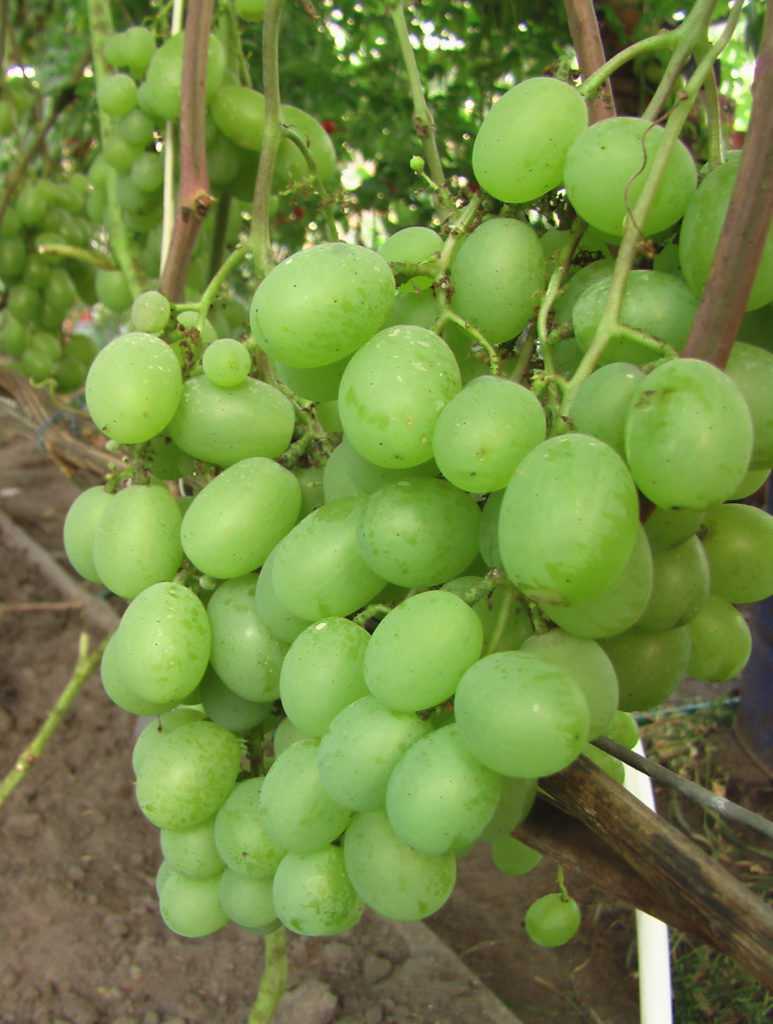 Особенности выращивания сорта винограда кеша: уход, подкормка и обрезка