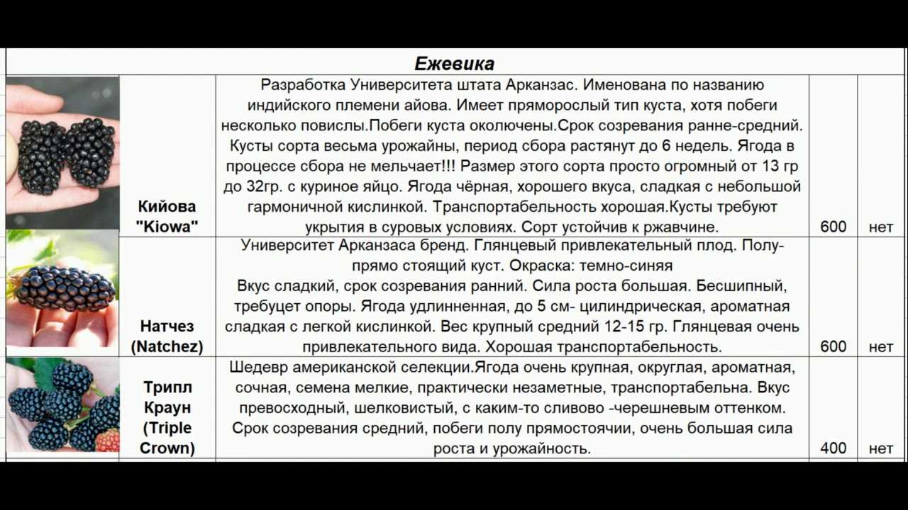 Ежевика садовая - описание, посадка, уход, сорта