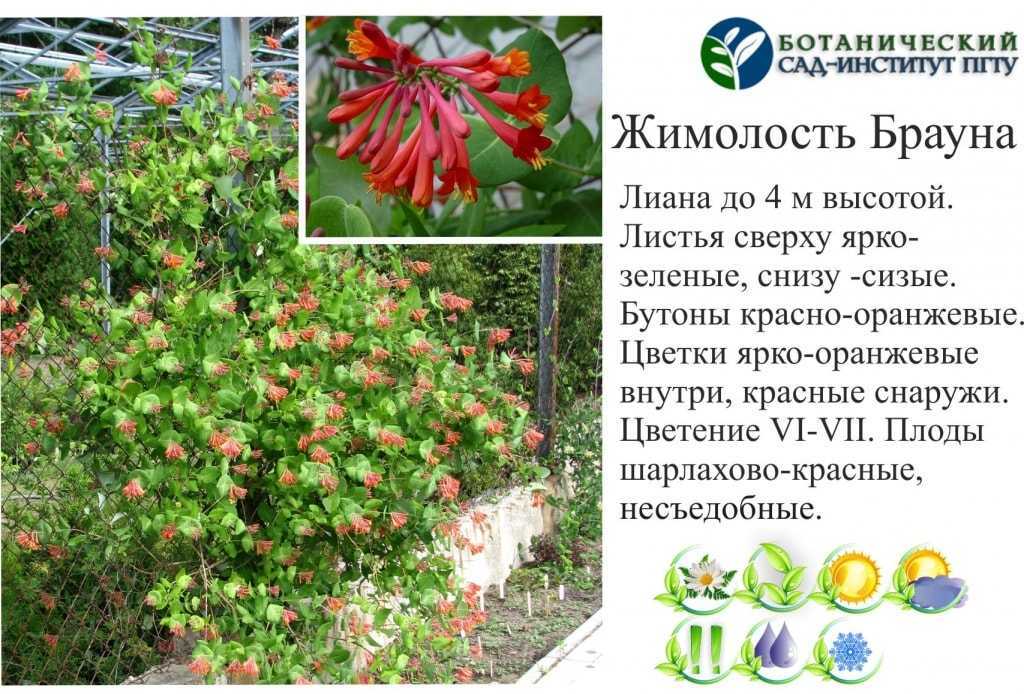 Выращивание жимолости – сорта, посадка и правила ухода