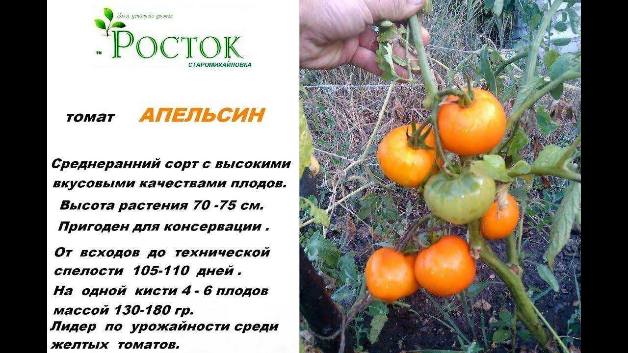 Томат апельсин описание сорта, его характеристика, фото, особенности выращивания русский фермер