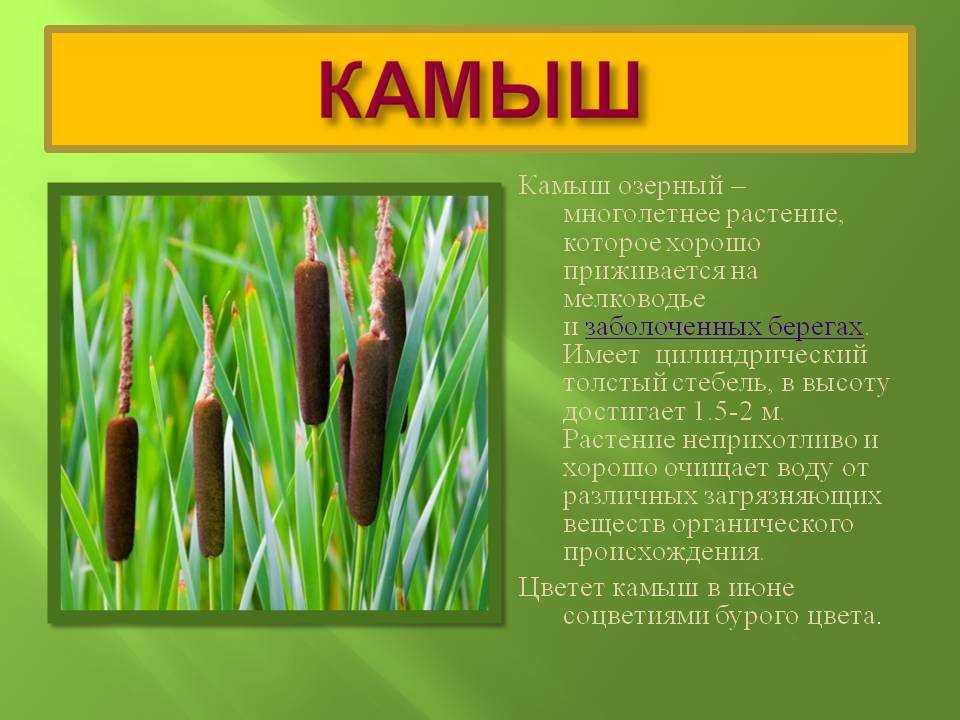 Жизнь растений пресного водоёма. конспект открытого занятия для детей подготовительной группы. воспитателям детских садов, школьным учителям и педагогам - маам.ру