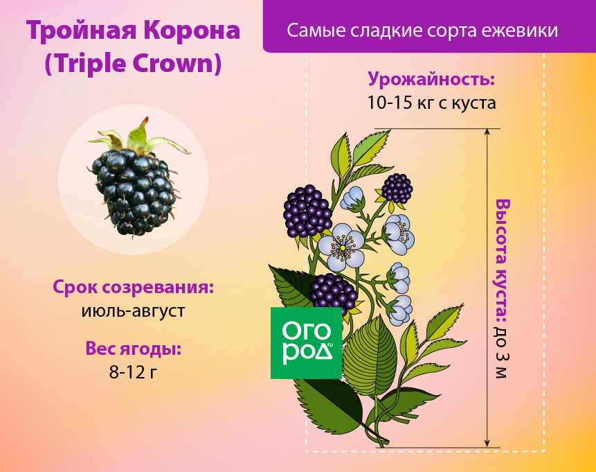 Ежевика натчез: описание бесшипного сорта, посадка и уход за кустарником