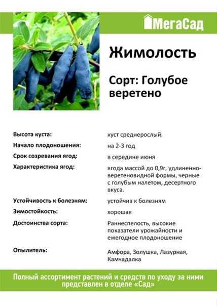 Фото, описание сорта и отзывы о жимолости Мальвина, посадка и уход Рекомендуемые опылители для сорта, способы размножения Отзывы опытных огородников